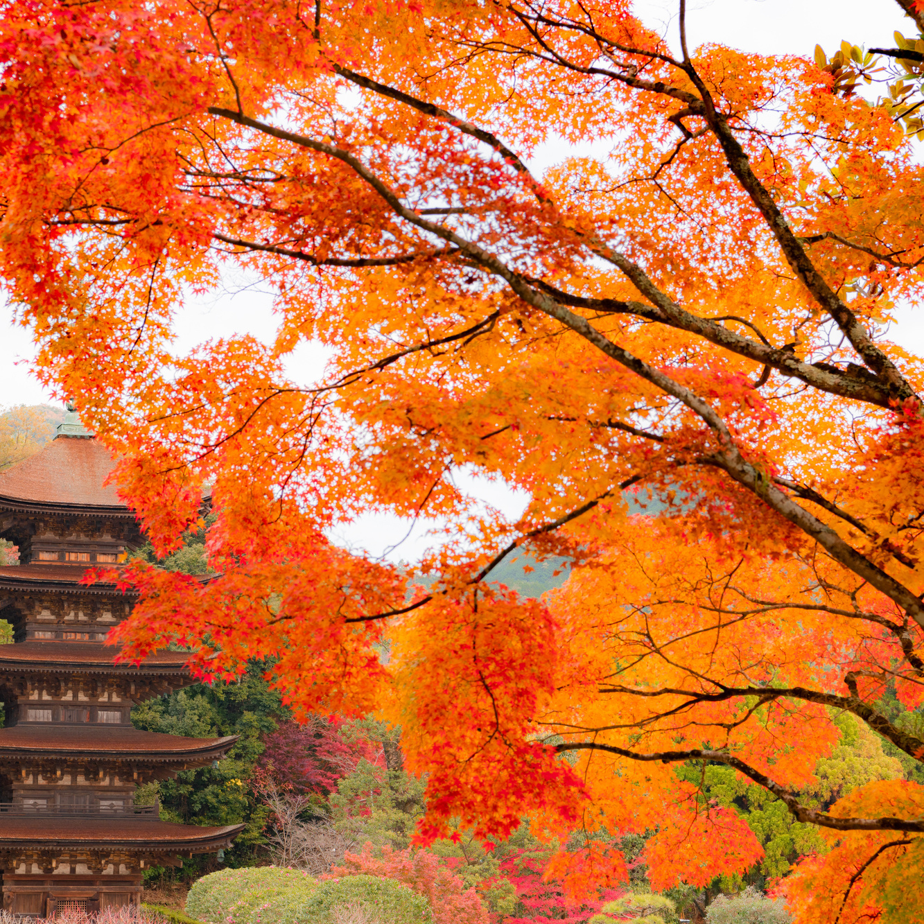 山口瑠璃光寺紅葉イメージ